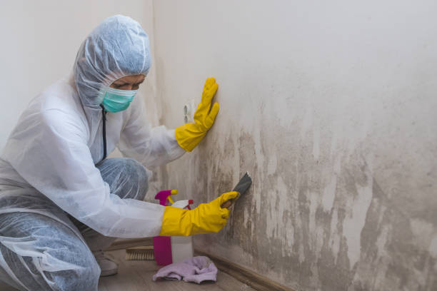 Home Mold Removal in East Rutherford, NJ