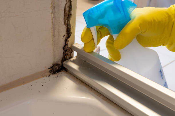Best Mold Cleaning Services  in East Rutherford, NJ