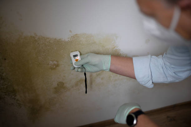 Best Best Mold Removal Companies  in East Rutherford, NJ
