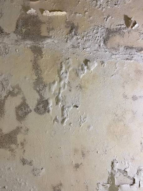 Reliable East Rutherford, NJ Mold Removal Solutions
