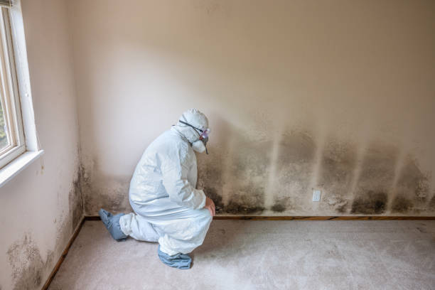 Best Residential Mold Removal  in East Rutherford, NJ
