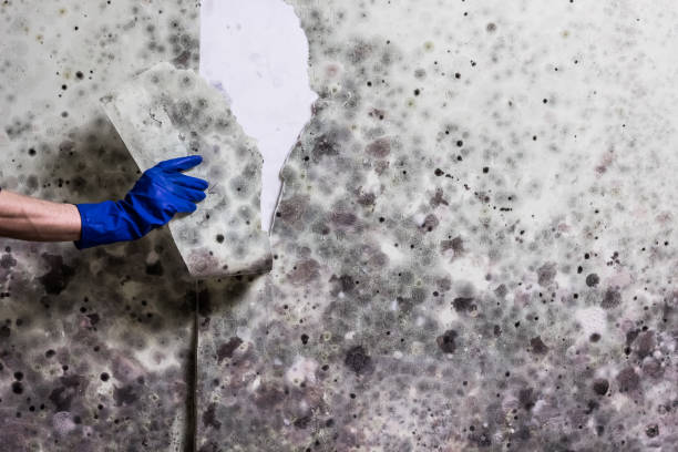 Best Attic Mold Removal  in East Rutherford, NJ