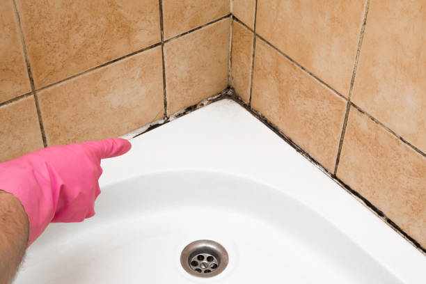 Best Mold Damage Repair  in East Rutherford, NJ